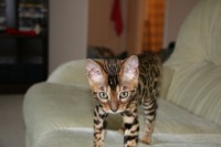 Sketchie As A Kitten