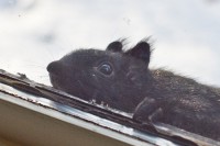 BUSTED! IMG_1133