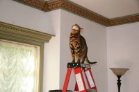 Cats ‘n Ladders