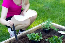 Lessons from a New Gardener