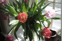 Hoppy Easter Continues IMG_8912