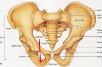 Finally. pelvic2520girdleb