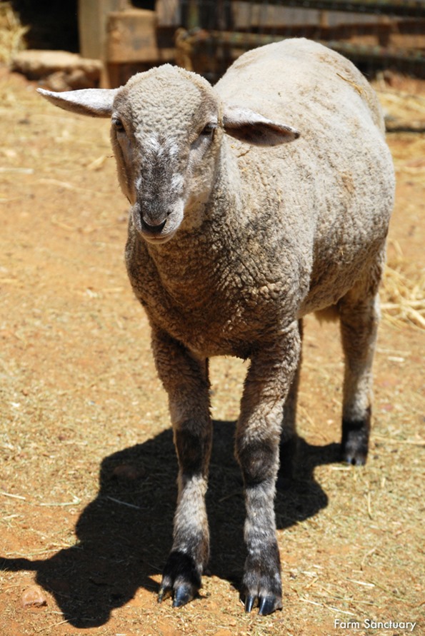Joey NCA CREDIT Farm Sanctuary 750x1125 300 RGB 10 Super Sweet Farm Animals You Can Adopt for the Holidays