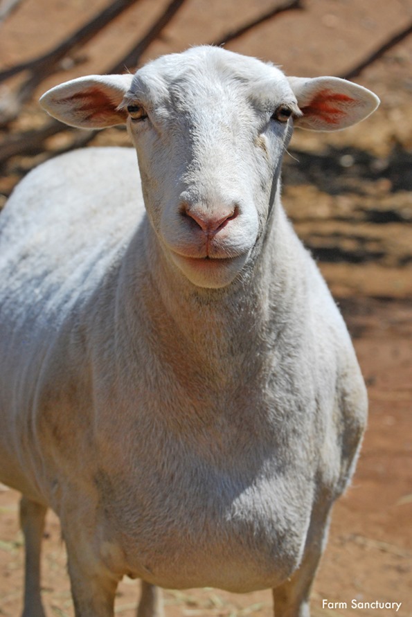 Mary SCA CREDIT Farm Sanctuary 750x1125 300 RGB 10 Super Sweet Farm Animals You Can Adopt for the Holidays