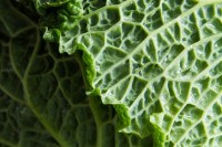 Food For Thought curried cabbage soup-1738